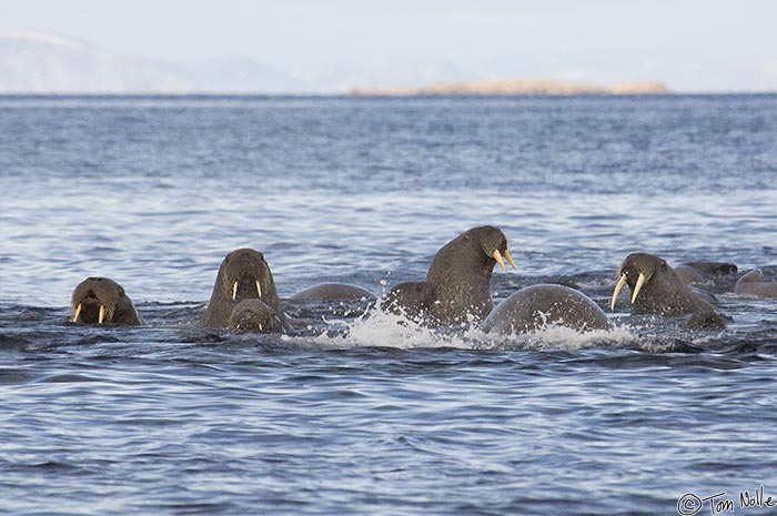 ArcticQ_20080909_102302_318_2X.jpg - This group includes bulls, cows, and calves.  Lady Franklin Island off Baffin Island, Canada.