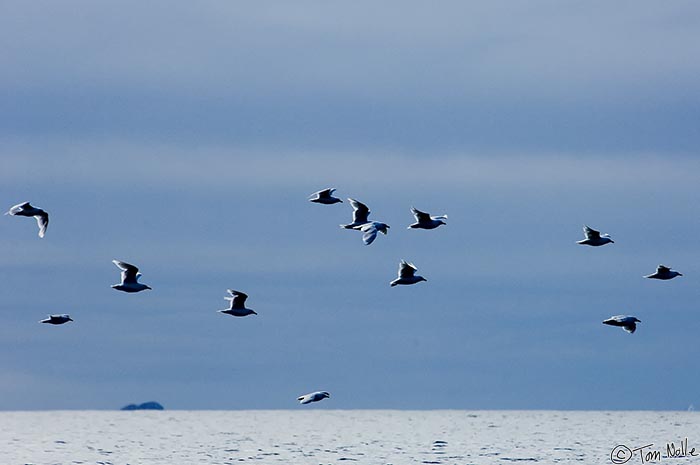 ArcticQ_20080909_111246_739_2X.jpg - A flight of gulls stands out in sharp relief against the sun in the Lady Franklin Islands off Baffin Island, Canada.