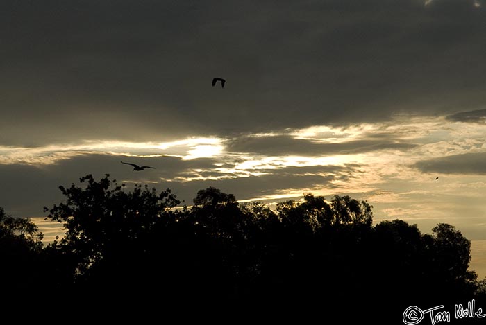 Africa_20081027_115238_072_20.jpg - Birds take flight from the Saxon Hotel grounds as the sun sets on our first day in Johannesburg South Africa.