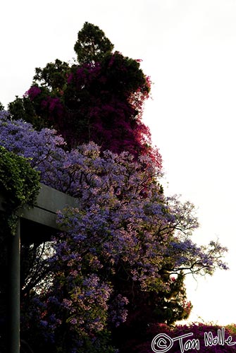 Africa_20081027_115956_088_20.jpg - A cascade of blossoms catches the setting sun at the Saxon Hotel Johannesburg South Africa.