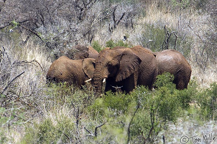 Africa_20081028_064128_922_2X.jpg - A small herd of elephants manages to rupture a water pipe and takes advantage of the drinking opportunity.  Madikwe Reserve, South Africa.