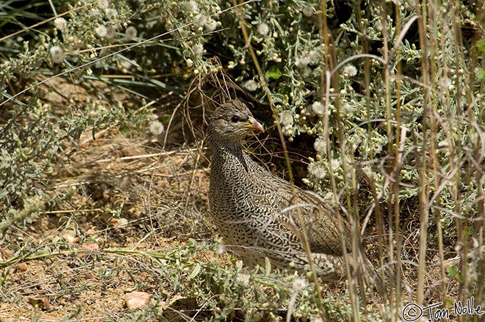 Africa_20081028_071446_949_2X.jpg - The ground of the lodge at Madikwe Reserve, South Africa are a favorite haunt for local birds.  This is a Natal Francolin, one of several varieties found in the area.