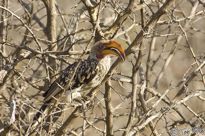 Africa_20081028_101952_062_2X.jpg - A Southern Yellow-Billed Hornbill in a thorn tree in the Madikwe Reserve, South Africa.