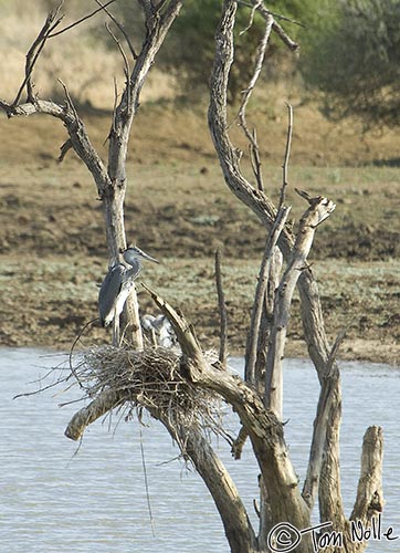 Africa_20081028_105234_077_2X.jpg - A Gray Heron and a chick in a nest in the middle of a water hole in Madikwe Reserve, South Africa.