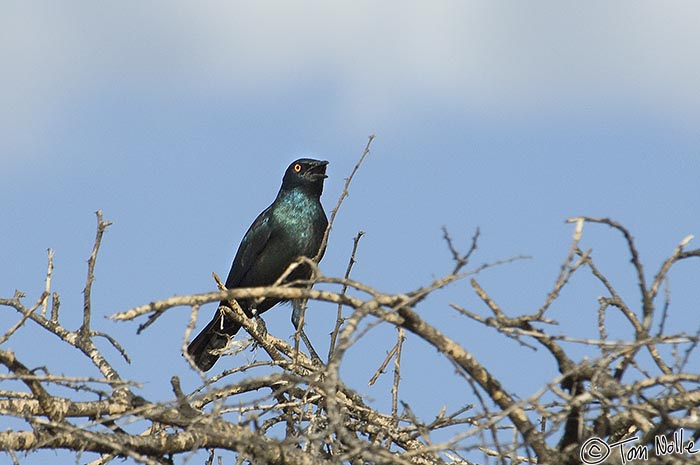 Africa_20081028_105304_081_2X.jpg - There are several bright starling varieties in Africa; this is the Cape Glossy Starling.  Madikwe Reserve, South Africa.