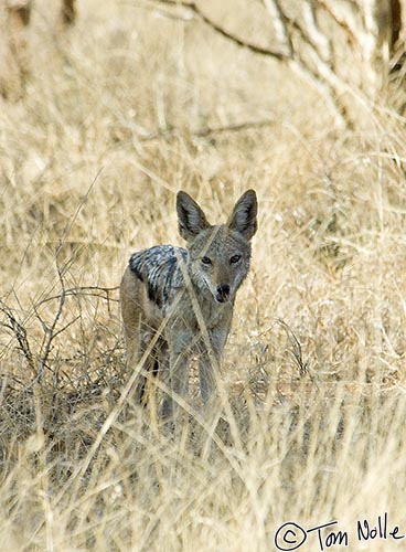 Africa_20081028_111126_087_2X.jpg - A black-backed jackal waits under a tree in the Madikwe Reserve, South Africa.