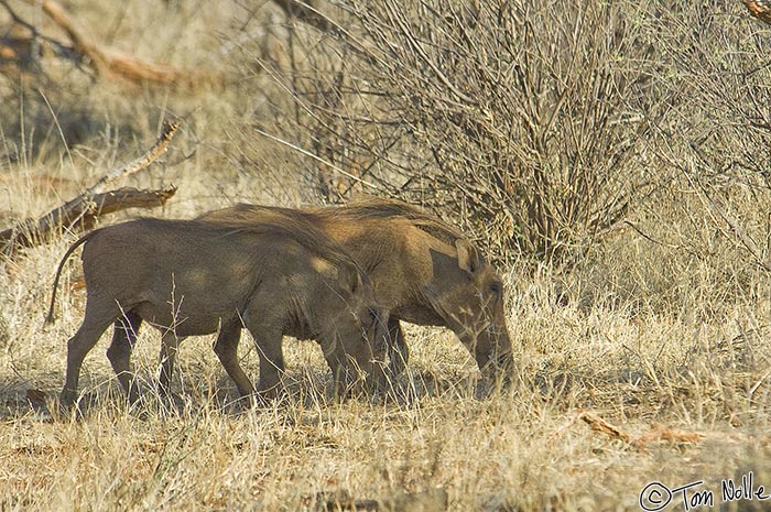 Africa_20081028_111652_097_2X.jpg - A pair of wart hogs shuffle through the late-day heat in Madikwe Reserve, South Africa.