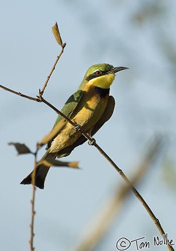 Africa_20081028_113904_113_2X.jpg - There are a number of varieties of colorful bee-eaters in South Africa; this is the little bee-eater.  Madikwe Reserve, South Africa.