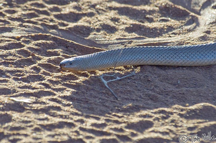 Africa_20081028_113950_119_2X.jpg - There are many snakes in Africa, and this is a snouted cobra.  Madikwe Reserve, South Africa.