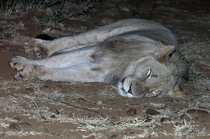 Africa_20081028_131438_135_2X.jpg - Lions spend a lot of time sleeping, and predators in general aren't too bothered by vehicles in reserves where they are protected.  Madikwe Reserve, South Africa.