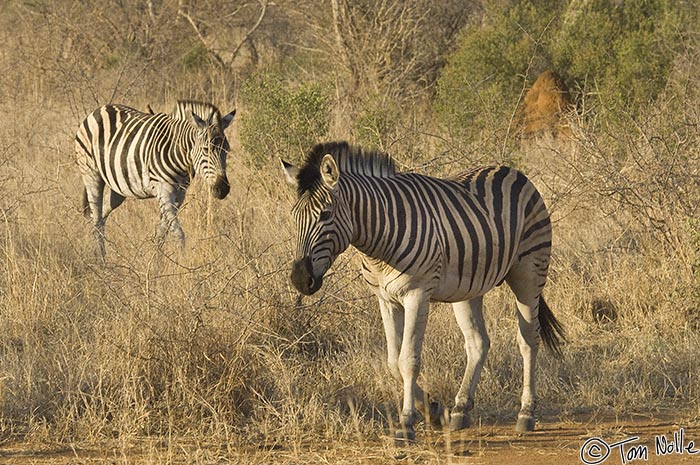 Africa_20081029_002214_142_2X.jpg - A small herd of zebra make their way across a brushy clearing in Madikwe Reserve, South Africa.