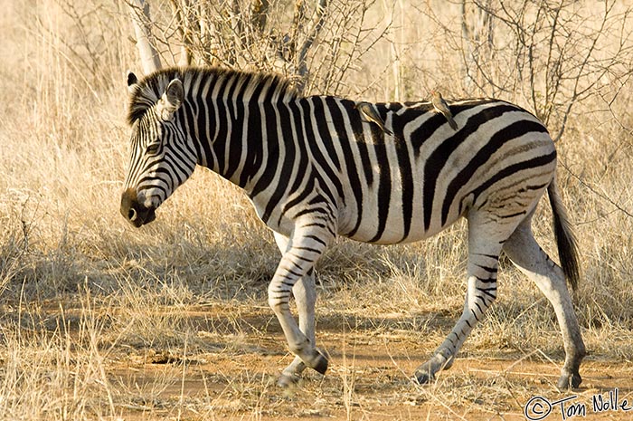 Africa_20081029_002238_154_2X.jpg - A zebra trots past carrying a couple of ever-present ox-peckers.  Madikwe Reserve, South Africa.