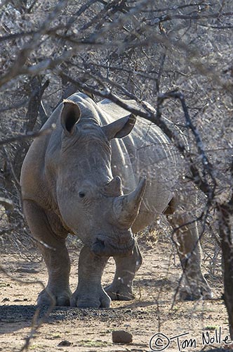 Africa_20081029_003430_155_2X.jpg - A large white rhino watches from a thorny area as the morning light gets stronger.  Madikwe Reserve, South Africa.