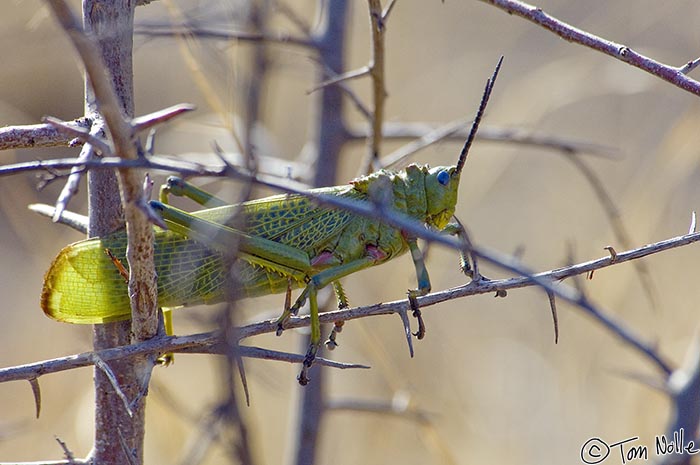 Africa_20081029_010728_199_2X.jpg - This grasshopper was so big that when flying it almost looked like a small bee-eater.  Madikwe Reserve, South Africa.