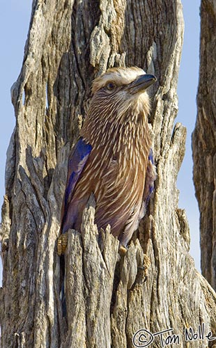 Africa_20081029_020342_215_2X.jpg - The purple roller is only one of several beautiful rollers in southern Africa.  Madikwe Reserve, South Africa.