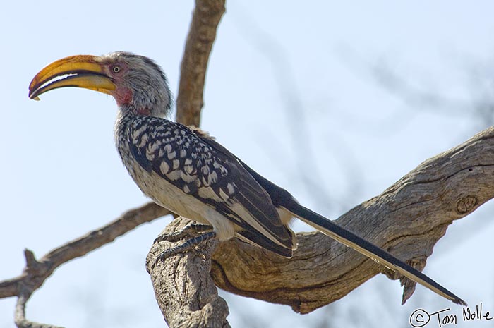 Africa_20081029_023934_246_2X.jpg - The southern yellow-billed hornbill carries food to his mate who is sitting eggs.  Madikwe Reserve, South Africa.