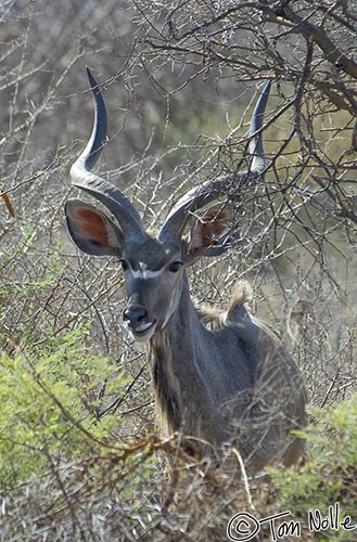 Africa_20081029_024508_261_2X.jpg - A kudu is a browser, eating branches and leaves rather than grazing on grass.  Madikwe Reserve, South Africa.