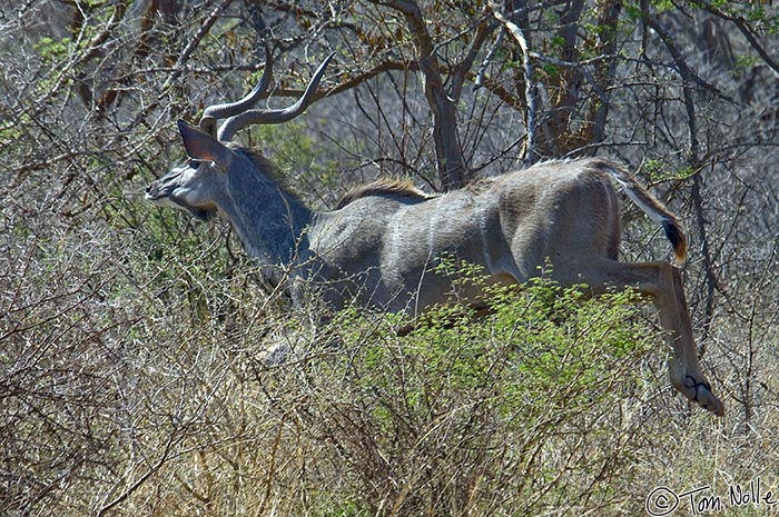 Africa_20081029_024626_282_2X.jpg - We didn't move to startle this kudu but it suddenly decided it needed to jump over a thicket and get into cover.  Madikwe Reserve, South Africa.