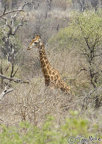 Africa_20081029_063220_300_2X.jpg - A giraffe wades easily through heavy brush in Madikwe Reserve, South Africa.