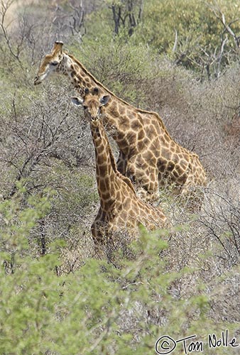 Africa_20081029_063354_322_2X.jpg - Two giraffe move around beyond the lodge area of Madikwe Reserve, South Africa.