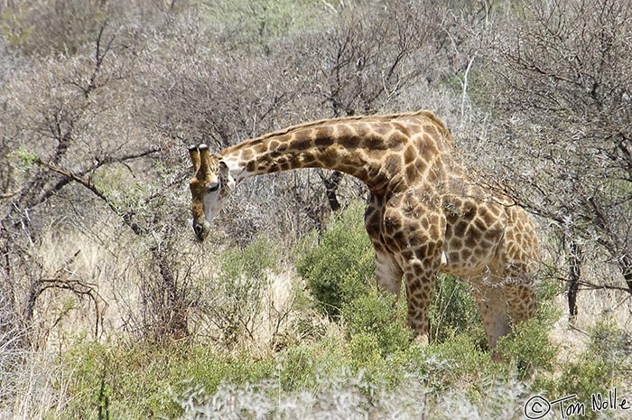 Africa_20081029_063510_339_2X.jpg - This large giraffe bends down to get a bite from a lower-growing bush.  Madikwe Reserve, South Africa.