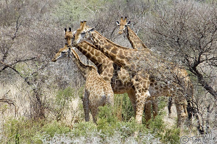 Africa_20081029_063636_359_2X.jpg - This family of giraffe all happened to look up at the same time.  Madikwe Reserve, South Africa.