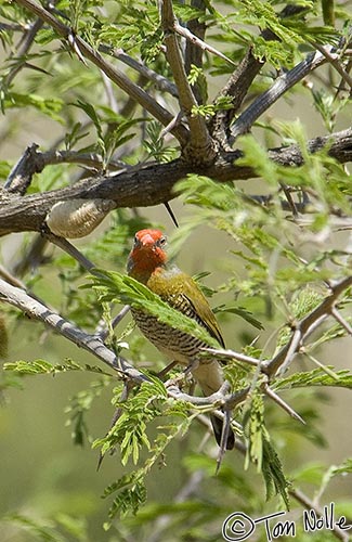 Africa_20081029_064040_371_2X.jpg - This green-winged pytilia is also known as the melba finch.  Madikwe Reserve, South Africa.