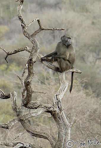 Africa_20081029_084230_453_2X.jpg - le baboon watches from a high spot as the rest of the troup feeds.  Madikwe Reserve, South Africa.