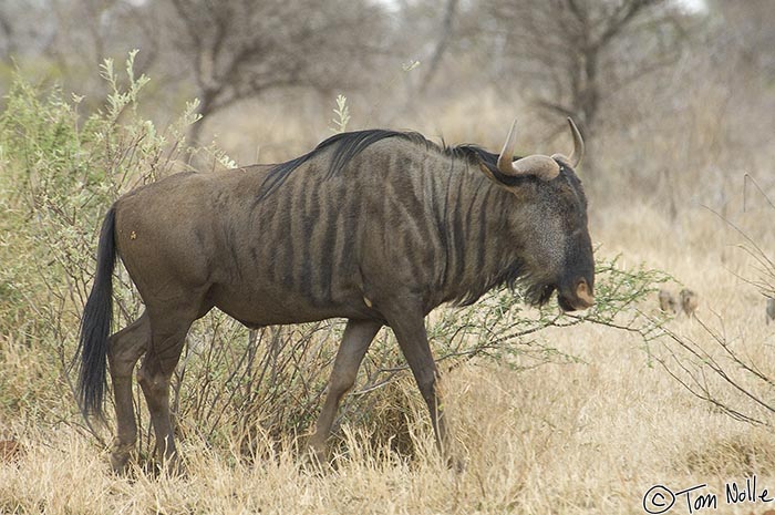 Africa_20081029_103344_484_2X.jpg - A wildebeest or gnu moves carefully across a clearing in the Madikwe Reserve, South Africa.