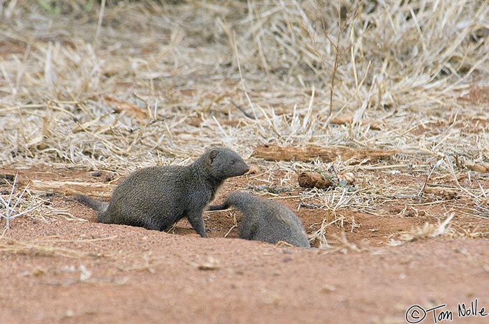 Africa_20081029_103602_492_2X.jpg - One dwarf mongoose disappears into its hole but the second stays a moment for a photo.  Madikwe Reserve, South Africa.