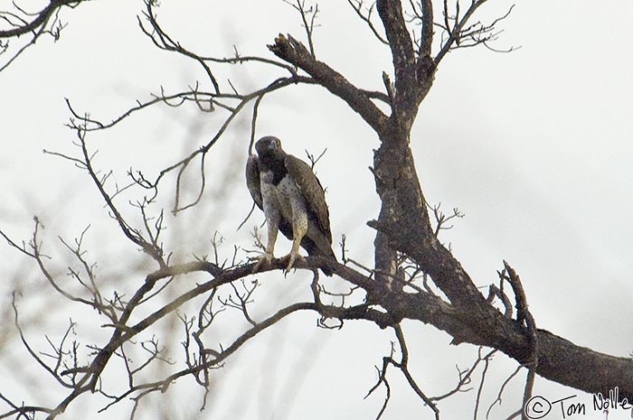 Africa_20081029_114716_551_2X.jpg - The Martial Eagle is a pretty bird that isn't easy to get close to.  Madikwe Reserve, South Africa.