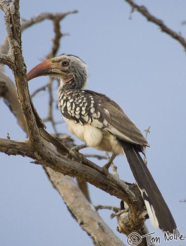 Africa_20081029_115442_586_2X.jpg - This hornbill has a smaller beak than the yellow-billed variety.  Madikwe Reserve, South Africa.