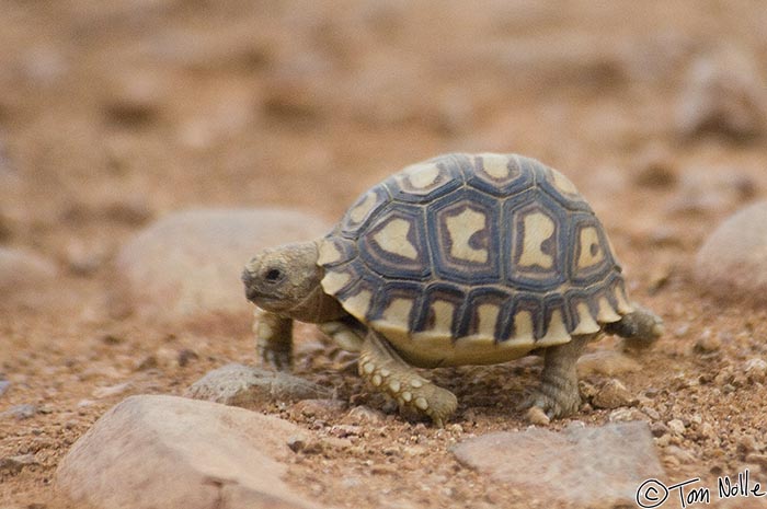 Africa_20081029_120306_605_2X.jpg - A very small and likely very young leopard tortoise.  Madikwe Reserve, South Africa.