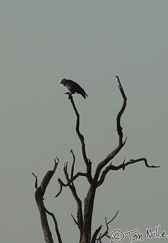 Africa_20081029_235854_619_2X.jpg - A brown snake eagle waits for the lighting to improve before hunting.  Madikwe Reserve, South Africa.