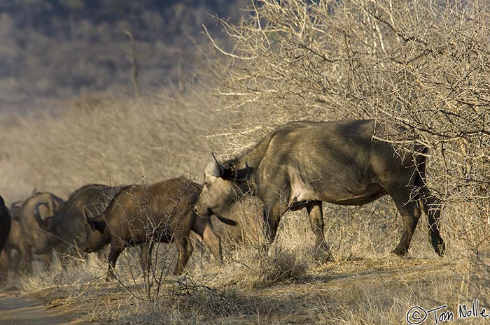 Africa_20081030_002340_638_2X.jpg - A small herd of cape buffalo come out of a brushy area of Madikwe Reserve, South Africa.