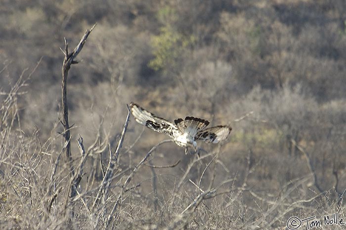 Africa_20081030_003336_648_2X.jpg - An African hawk eagle takes flight in Madikwe Reserve, South Africa.