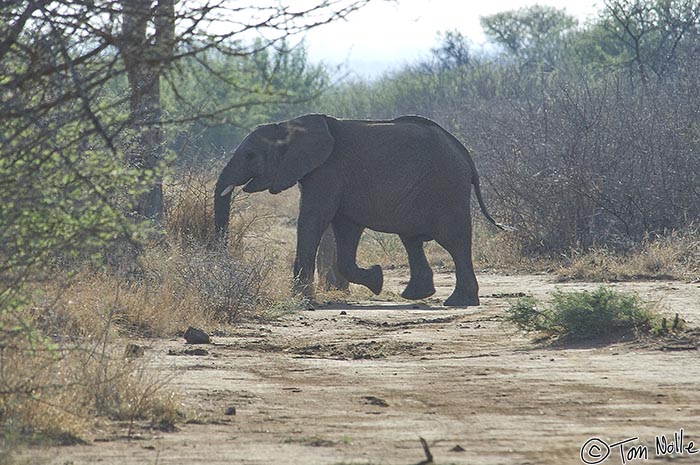 Africa_20081030_005848_649_2X.jpg - An elephant crosses our path in Madikwe Reserve, South Africa.