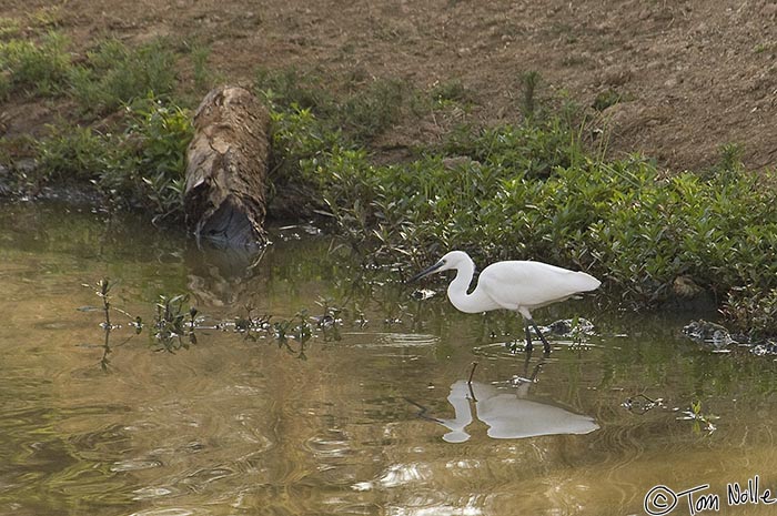 Africa_20081030_011836_658_2X.jpg - A great white egret wades in a rather dirty-looking pond in Madikwe Reserve, South Africa.