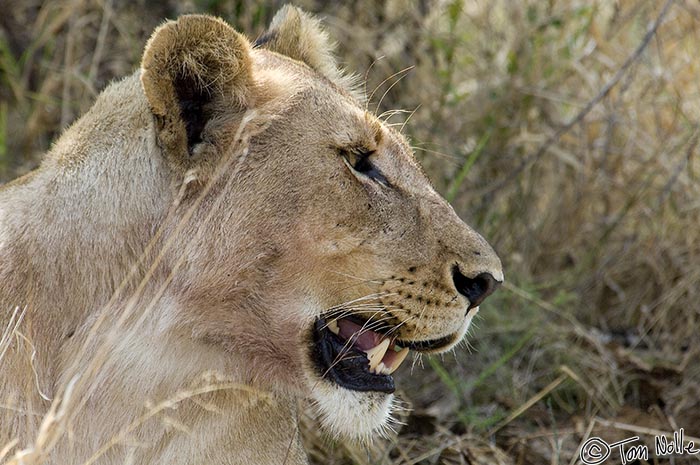 Africa_20081030_015424_722_2X.jpg - A lioness waits in a thicket for something interesting to come by.  Madikwe Reserve, South Africa.