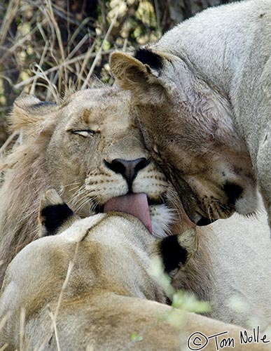 Africa_20081030_020050_812_2X.jpg - Lions socialize like this to strengthen their bonds; these are all siblings.  Madikwe Reserve, South Africa.