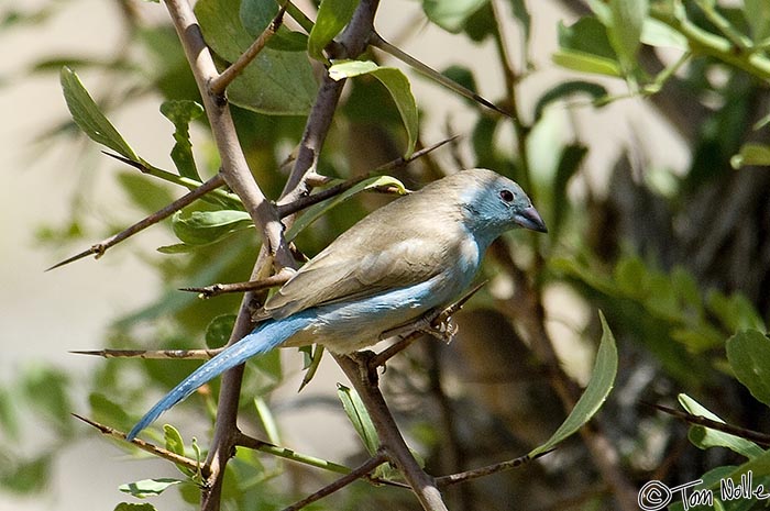 Africa_20081030_064654_963_2X.jpg - This beautiful bird hovered around our veranda.  Madikwe Reserve, South Africa.