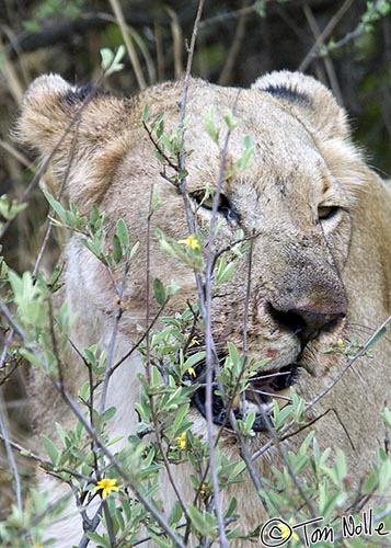 Africa_20081030_105826_169_2X.jpg - This lioness has left the kill to be sure we're not going to interfere with their meal.  Madikwe Reserve, South Africa.