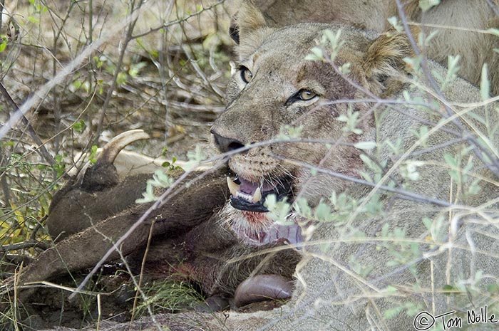 Africa_20081030_110134_208_2X.jpg - This lioness doesn't want anyone sharing the wart hog, even if she and the male aren't all that hungry.  Madikwe Reserve, South Africa.