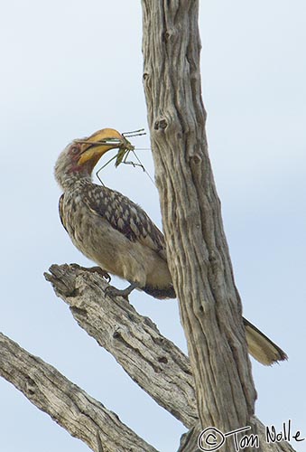 Africa_20081030_111602_275_2X.jpg - These yellow hornbills are sometimes called "banana birds" for their beak, but this one is having bug instead.  Madikwe Reserve, South Africa.