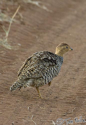 Africa_20081030_113100_296_2X.jpg - The male coqui francolin has a buff-colored head that's pretty distinctive.  Madikwe Reserve, South Africa.