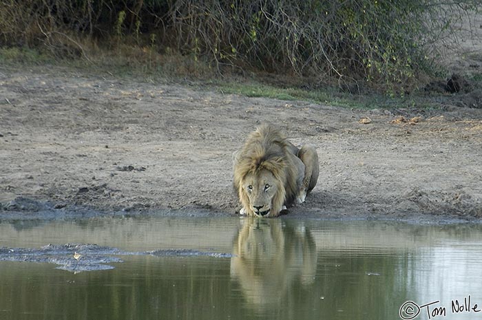 Africa_20081030_115908_303_2X.jpg - A large male lion takes a drink at a water hole as the sun sets.  Madikwe Reserve, South Africa.