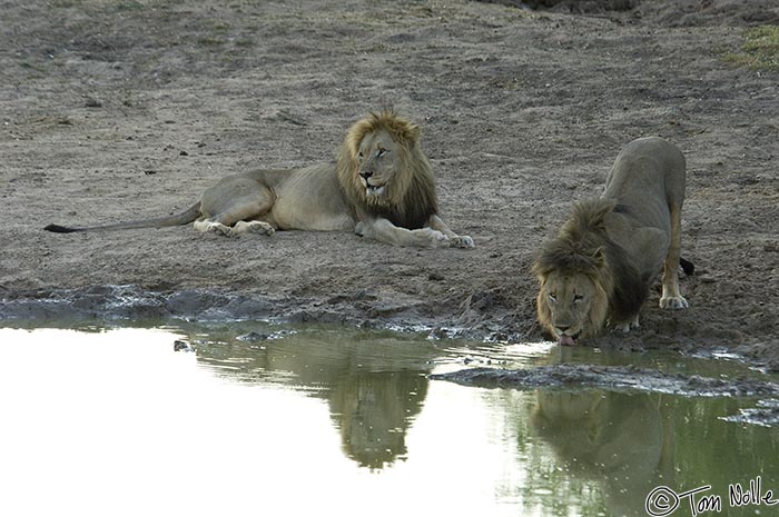 Africa_20081030_120224_334_2X.jpg - Two brothers take a drink at a water hole while patroling their territory.  Such a group is called a "coalition" and is always made up of males with a common father.  Madikwe Reserve, South Africa.