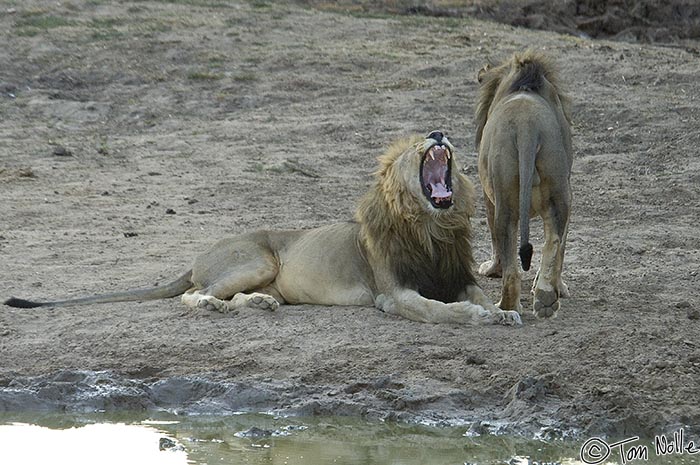 Africa_20081030_120242_342_2X.jpg - One of two lions in a male coalition yawns as dusk approaches in the Madikwe Reserve, South Africa.