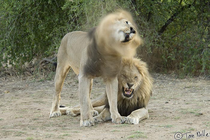 Africa_20081030_120656_364_2X.jpg - As one of the coalition males shakes off dust, the other gives us a nice lion grimace.  Madikwe Reserve, South Africa.