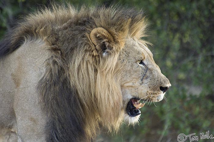 Africa_20081030_120726_378_2X.jpg - A dominant coalition male lion, just about the most powerful and dangerous thing in Africa.  Madikwe Reserve, South Africa.